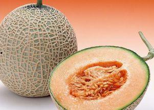 鱼儿吃哈密瓜视频大全下载,趣味视频大全下载推荐