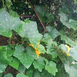 瓜尖能摘几次叶子吃吗视频,一次摘叶，多次收获