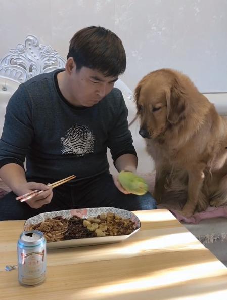 金毛和主人吃瓜视频,金毛与主人共享夏日瓜果时光