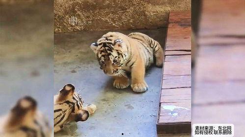 无忧小老虎吃瓜视频