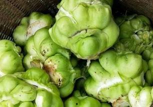 刘大瓜吃大头菜视频大全