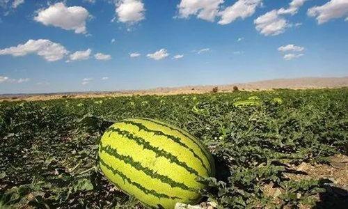 吃爆炸瓜的视频,吃瓜群众挑战极限，视频记录爆炸瓜惊险瞬间