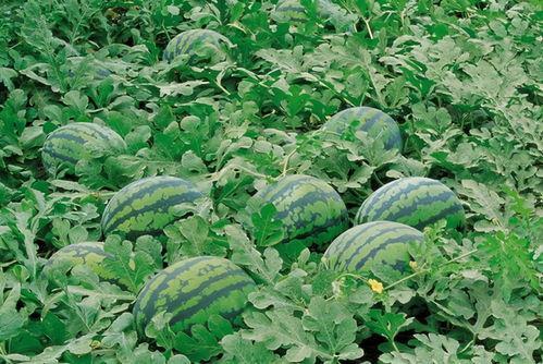 幸福农家乐吃瓜视频大全,幸福吃瓜视频大盘点