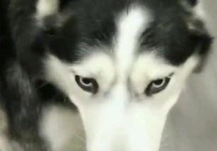 二哈吃瓜大赛视频,萌宠欢乐秀，瓜果飘香笑翻天