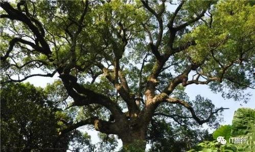 清华树洞吃瓜视频,一场吃瓜视频引发的校园热议