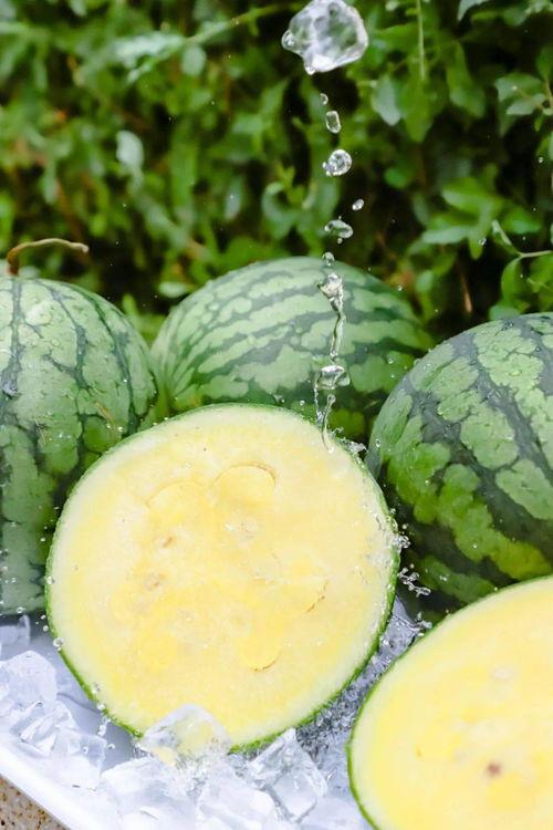 吃脆瓜的视频大全集下载,美味瞬间，尽在这一览