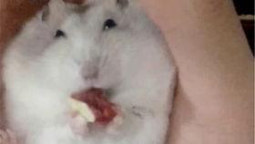 老鼠吃瓜视频在线观看免费,免费观看老鼠吃瓜萌态视频