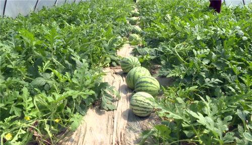 永康最近吃瓜事件视频曝光,揭秘背后惊人真相