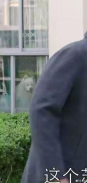 潮哥吃瓜看剧视频大全下载,视频大全下载攻略全解析