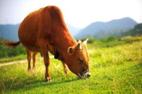 黄牛吃瓜视频大全,揭秘娱乐圈幕后风云