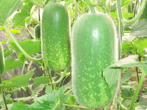 震惊真实吃瓜图片视频