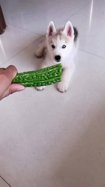 两只小狗吃瓜视频,两只小狗的欢乐吃瓜时光