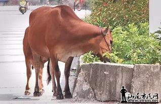 牛可以吃土瓜吗视频播放,探索牛儿的新美食之旅