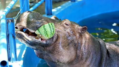 河马吃大王瓜视频大全下载,大王瓜视频大全下载盛宴