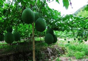 吃吊瓜搞笑视频大全下载,让你笑到肚子疼