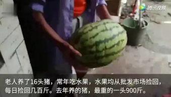 吃瓜视频都去哪里看了啊,吃瓜群众热议的“吃瓜视频”究竟在何处观看？