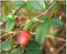 药瓜的果实可以吃吗视频,天然美食与药用价值并存
