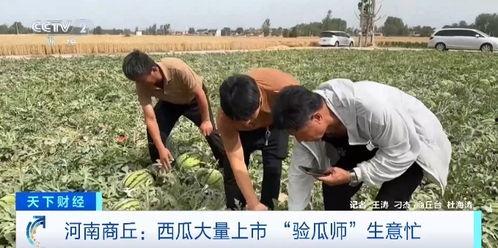 荆州吃瓜事件视频最新,一场网络热议背后的真相与反思