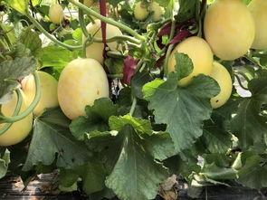 安徽界首吃瓜视频