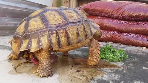 吃哈密瓜的小乌龟视频,萌态十足引网友热议