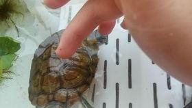 吃哈密瓜的小乌龟视频,萌态十足引网友热议  第2张