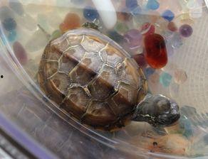 吃哈密瓜的小乌龟视频,萌态十足引网友热议  第3张