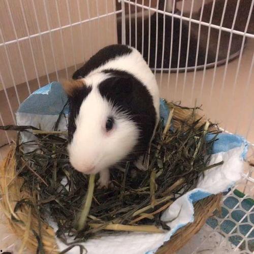 荷兰猪吃哈密瓜视频大全,趣味视频大盘点  第3张