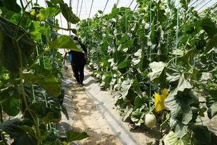 吃瓜群众在线切瓜视频,吃瓜群众在线切瓜，趣味横生短视频引热议