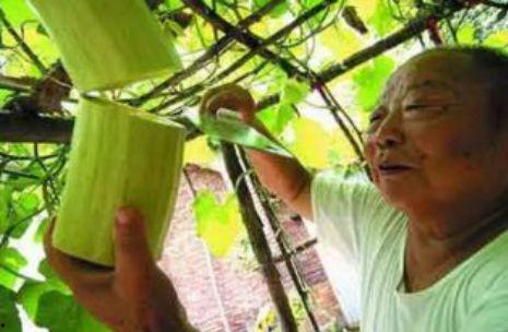 砍瓜怎么烙着吃呢视频讲解,砍瓜烙制美味秘诀 第2张 砍瓜怎么烙着吃呢视频讲解,砍瓜烙制美味秘诀 第2张