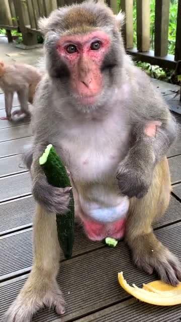 一只猴子吃瓜视频,猴子吃瓜视频萌态十足 第2张 一只猴子吃瓜视频,猴子吃瓜视频萌态十足 第2张