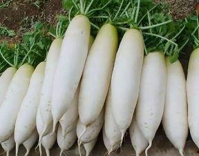 吃瓜厨房泡萝卜怎么做视频,吃瓜厨房家常美味分享 第3张 吃瓜厨房泡萝卜怎么做视频,吃瓜厨房家常美味分享 第3张