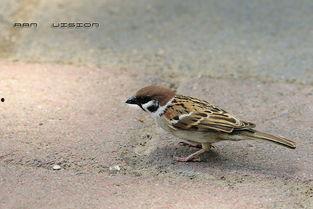 麻雀吃瓜打架的视频,一场欢乐的“打架”大戏