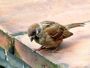 麻雀吃瓜打架的视频,一场欢乐的“打架”大戏  第2张