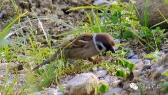 麻雀吃瓜打架的视频,一场欢乐的“打架”大戏  第3张