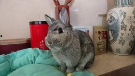 奇葩兔子吃瓜视频