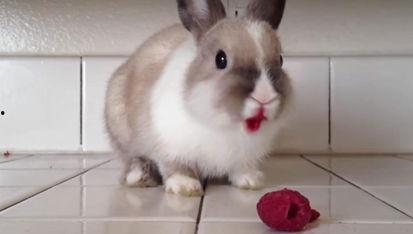 奇葩兔子吃瓜视频 第2张 奇葩兔子吃瓜视频 第2张