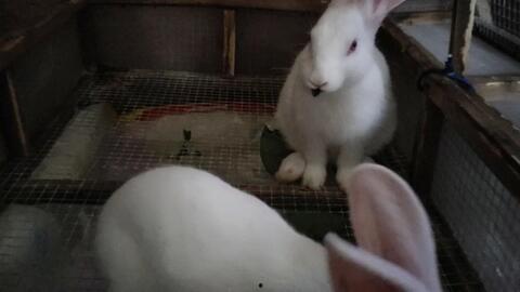 奇葩兔子吃瓜视频 第3张 奇葩兔子吃瓜视频 第3张