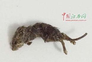 女友吃瓜吃出老鼠视频,老鼠横行瓜田