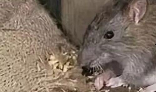 女友吃瓜吃出老鼠视频,老鼠横行瓜田  第2张