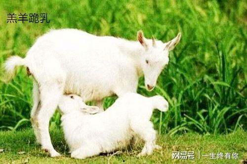 在下小羊吃瓜视频,趣味横生的田园生活瞬间  第2张