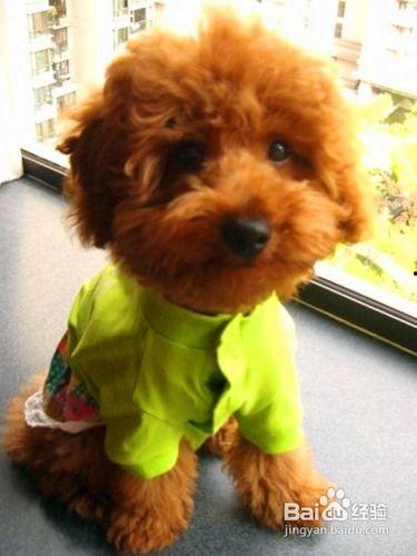 泰迪可以吃绿心瓜嘛视频,绿心瓜的适宜性解析  第3张