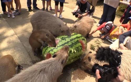 水豚吃瓜的最快视频  第2张