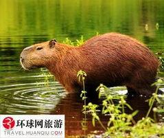 水豚吃瓜的最快视频  第3张