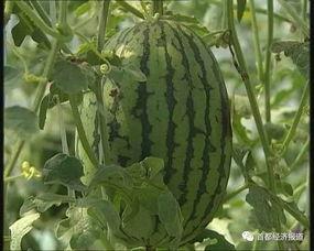 益阳吃瓜事件最新进展视频  第2张